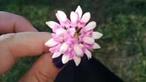 Tiny flower