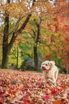 maltipoo-dog-running-on-field-covered-with-dry-royalty-free-image-726887921-1539182996
